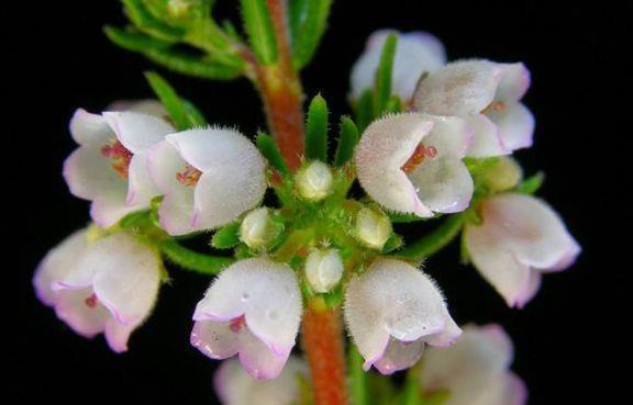 大岩桐|8月5日-8月20日，庭院选这几款花，花型奇特美丽，花开满屋子飘香