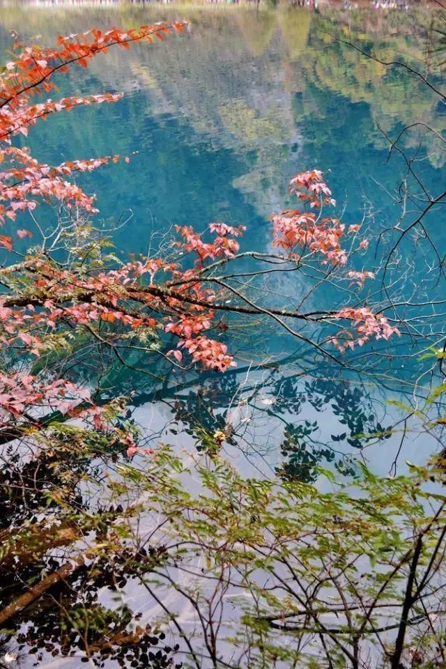 11月错过了亚洲最大红叶区，就相当于错过了整个秋天