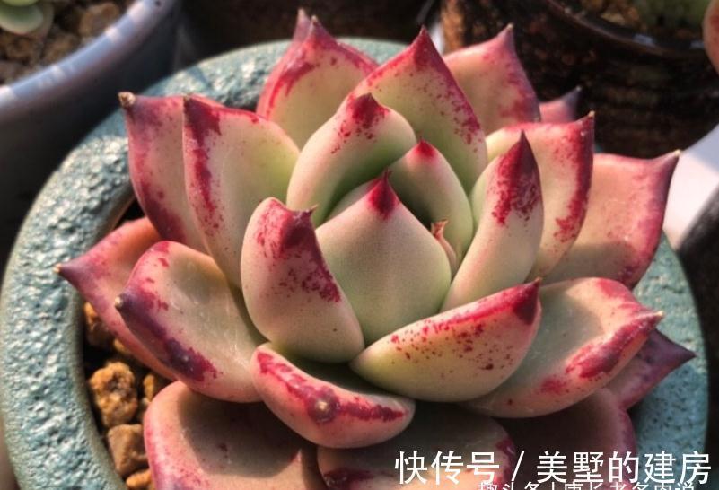 叶片|美若红颜,甜如蜜语——多肉红颜蜜语不好养?我养过后不这么认为