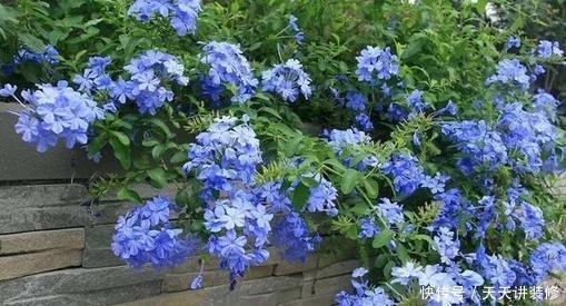 蓝雪花|家里养这3种花,6月搬出去使劲晒,晒得越狠开花越旺