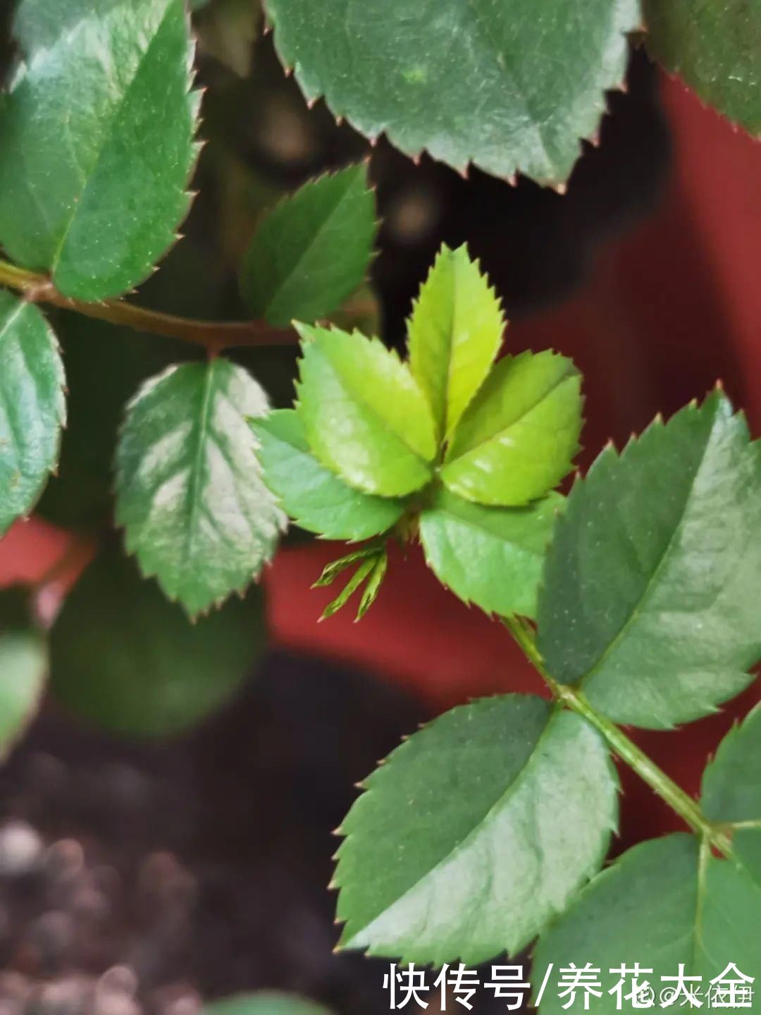 天热|养花换个方法,长得更旺,养花杀手必看