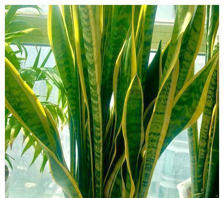 光照|养好虎皮兰,做对四个点,叶片硬挺长得高,满盆“虎芽”撑破盆