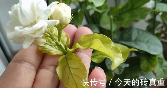 茉莉花黄叶怎么办，找准原因简单一步，叶片绿油油