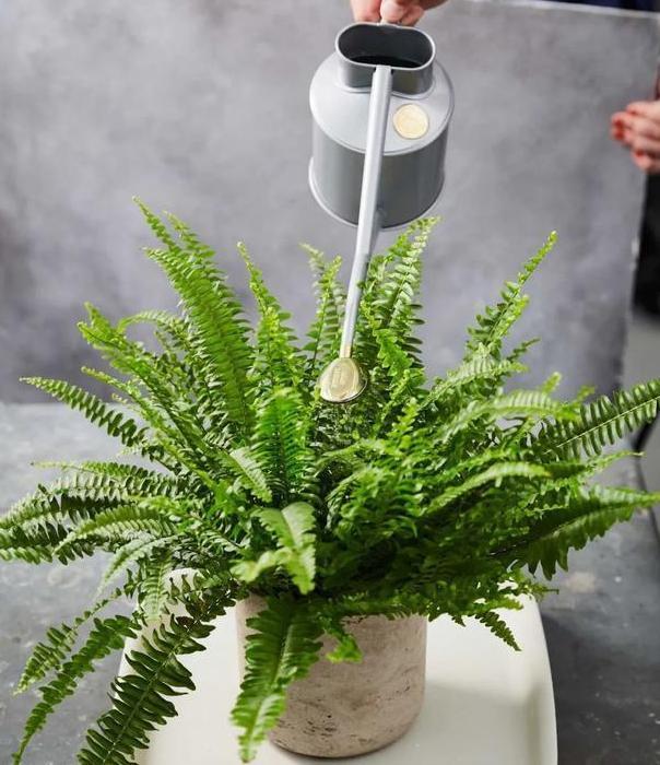 养花烦恼浇对水太难牢记5个重点,盆栽不烂根、少走弯路