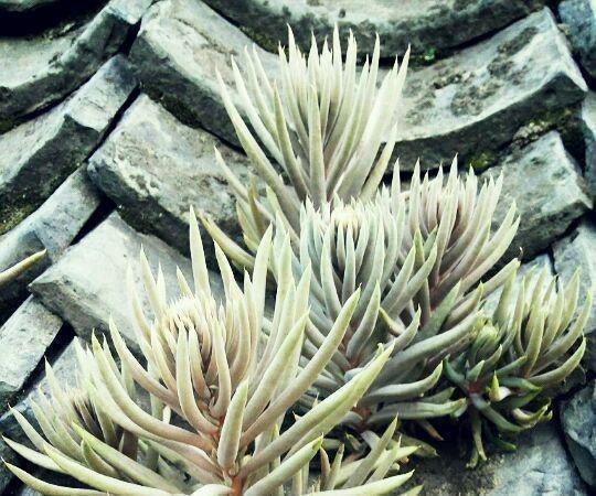 瓦松|老家房上“1种植物”，遇见必采，半年养出50株，家里养了有福气