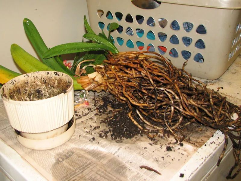 朋友|为啥很多朋友在家里养不好君子兰,有可能一开始就买错了