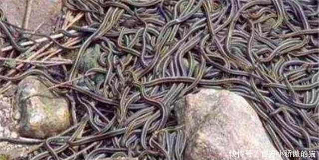 始末|中国1983年蛇灾是怎么回事?揭秘关于1983年中国蛇灾始末