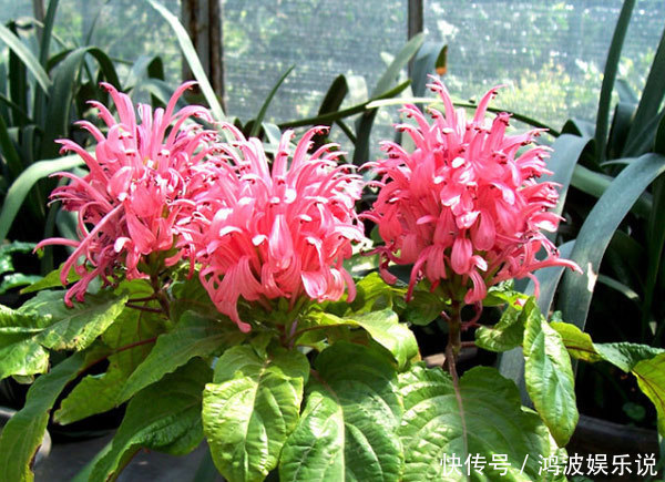 花开花时娇柔美艳，象征着爱慕的心，和生活之中细腻的感情