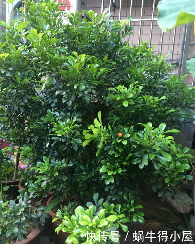 阳台|4种漂亮花,自带“体香”,阳台养一盆,满屋香水味