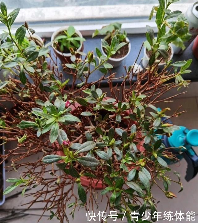 花市大捡漏,10种花现在买特合适,养一养就爆盆!