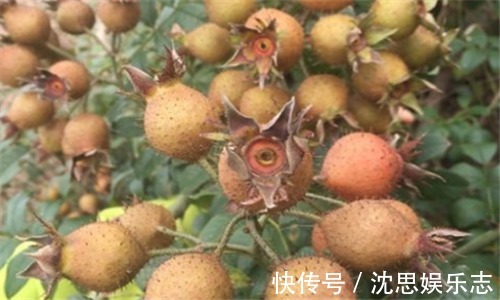 排毒|想长寿要会吃3种食物,排毒燃脂,润肤养颜,抗衰老