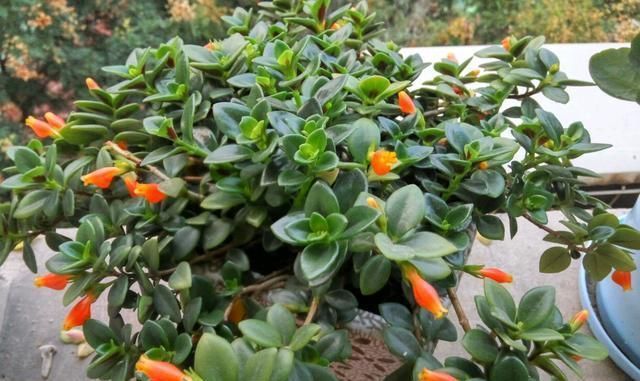 金鱼|金鱼花蕾不生长,枯萎,注意保育,有序地盛开,不枯萎