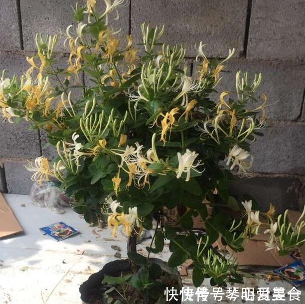 喜欢盆栽这3款植物就赚大了,既能观赏又能治病,堪称天然药箱