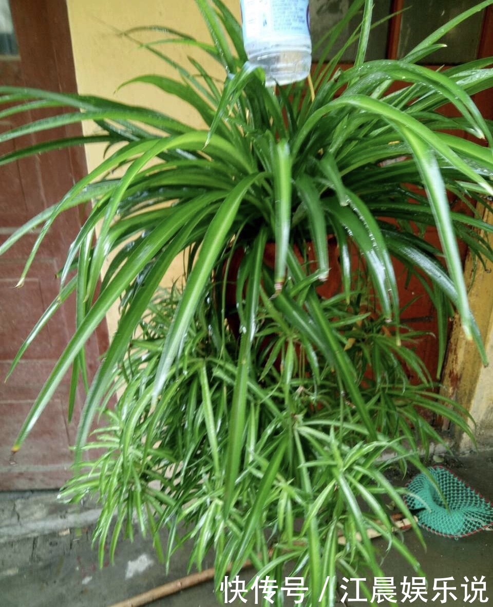 吊兰|出门最容易“捡到”的5种花，拿回家剪几刀，不花钱成好看盆栽