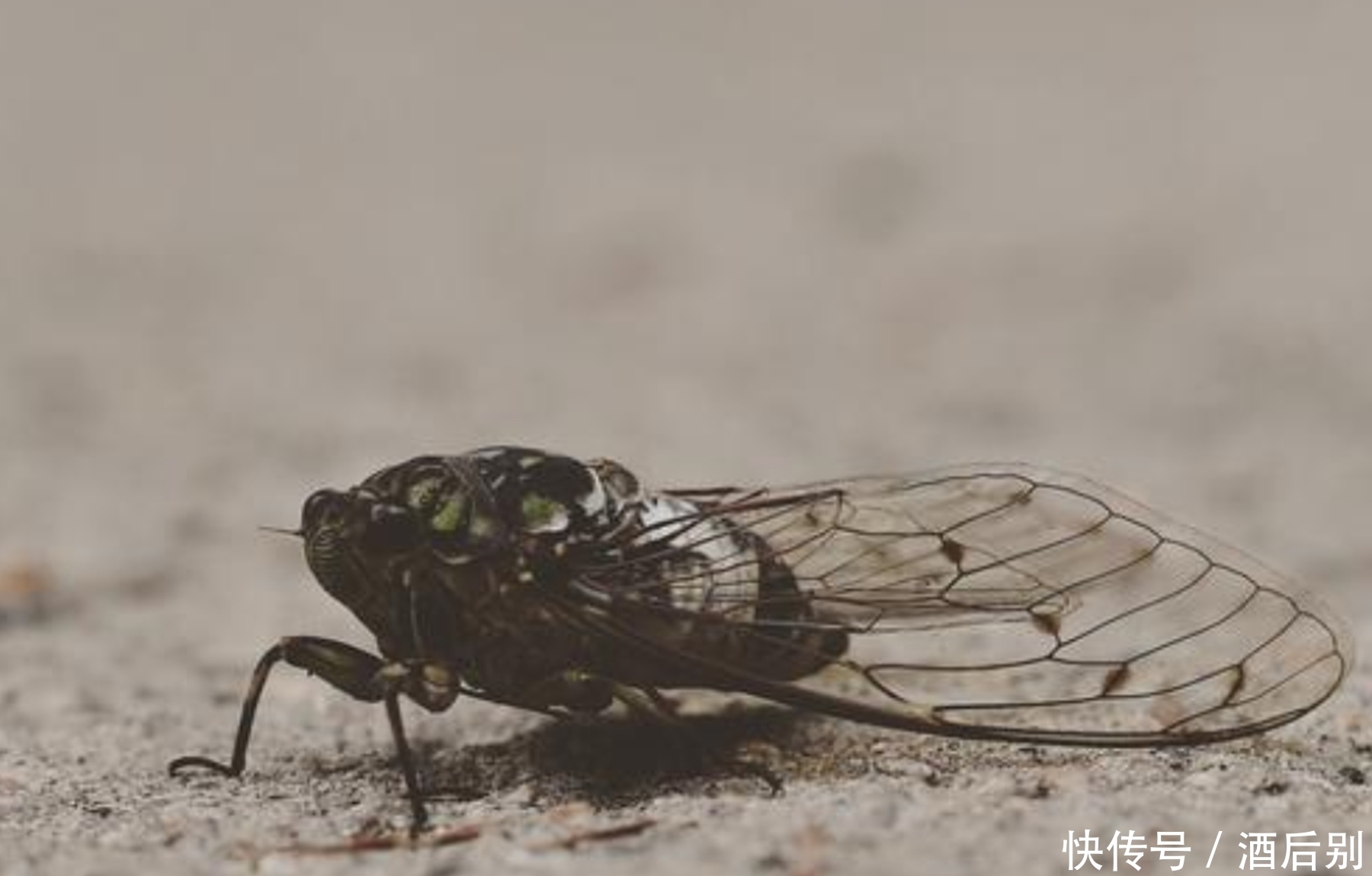  有名|史上有名的6句“脏话”，骂人不带一个脏字，别误认为是在夸你