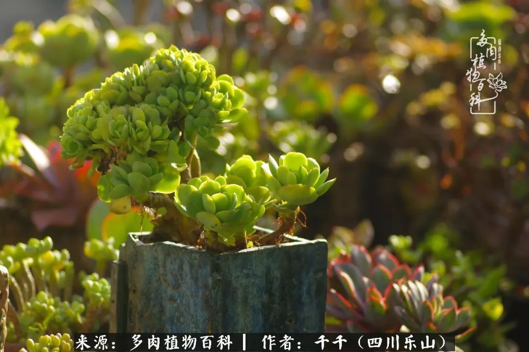 夏天日晒雨淋，秋老虎来势汹汹，你的多肉准备好逆袭了吗