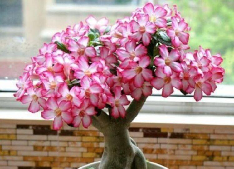 香气超浓郁的花卉,漂亮又好闻,四季有花开,花香四溢飘满屋