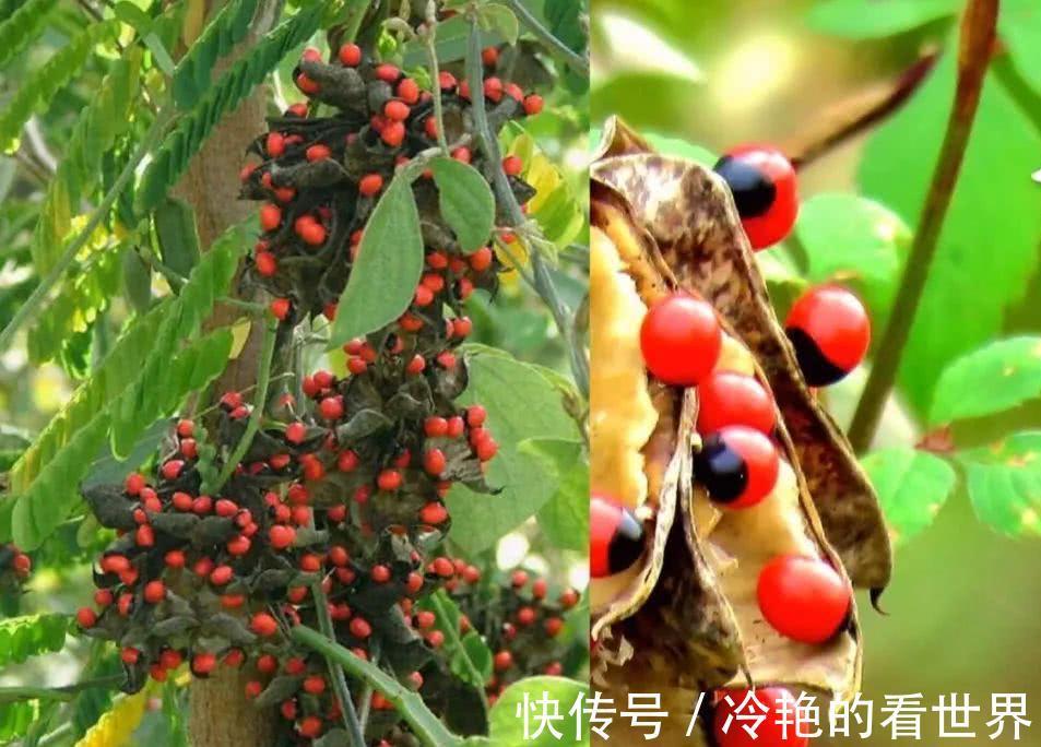 毒花|越美的花越有毒，生活诚不欺我！快来认识七种大毒花，避免受伤害