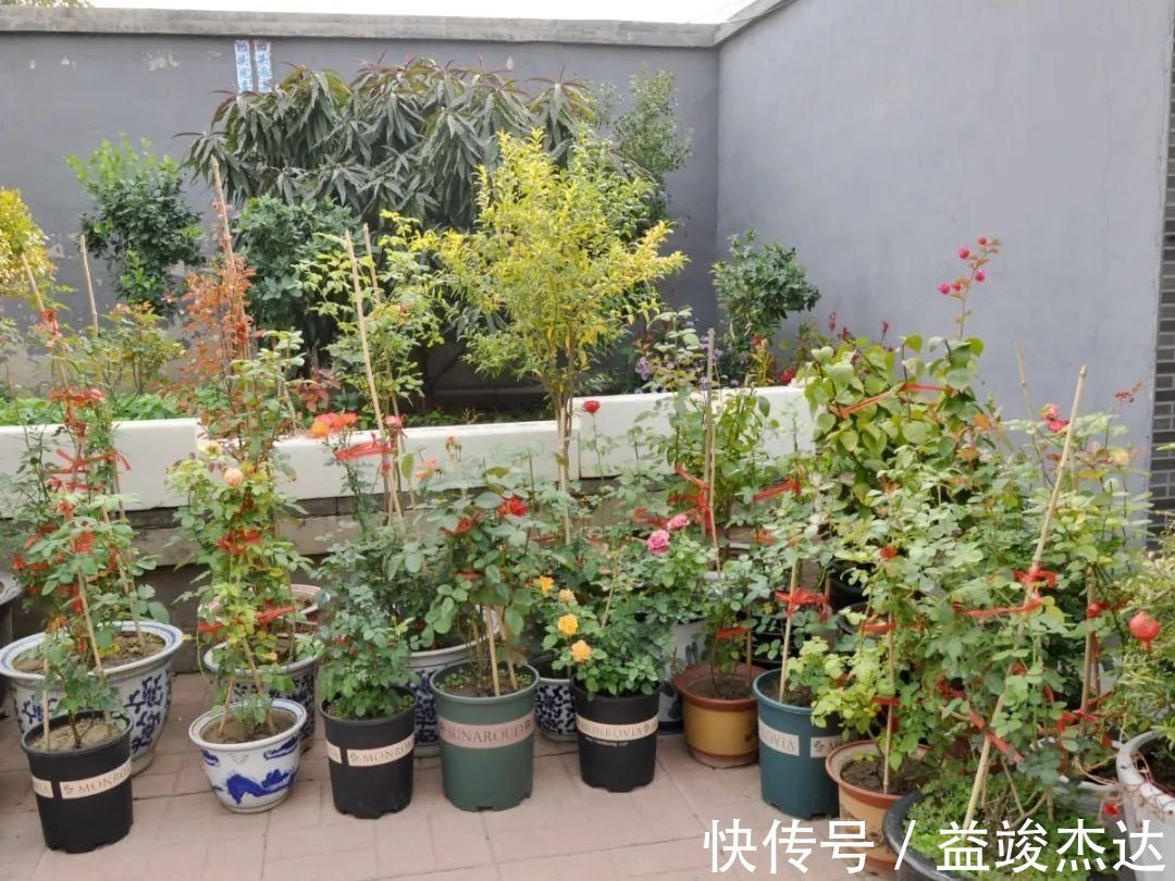 庭院|显摆一下我的家丨花开香满院，爱花人在自家庭院建小花园