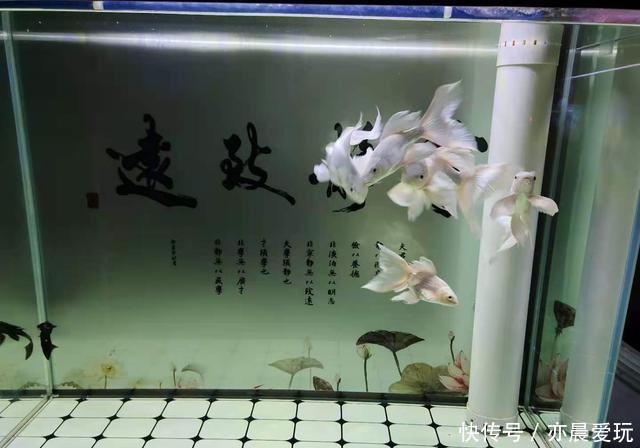 鱼友|这种治疗鱼病的方法,经验再多的鱼友也无从下手