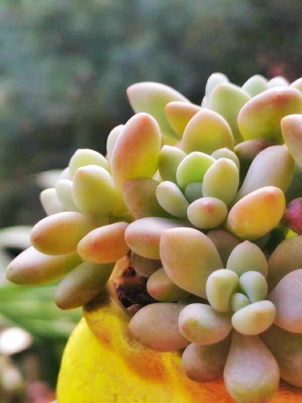 成长|与多肉一起走过的日子,见证多肉的成长过程!