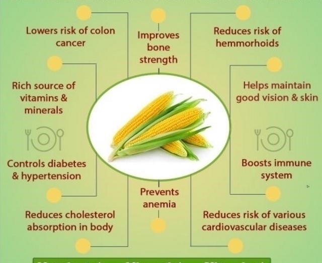 玉米能不能代替主食经常有人吃玉米减肥,每天吃对身体是好是坏