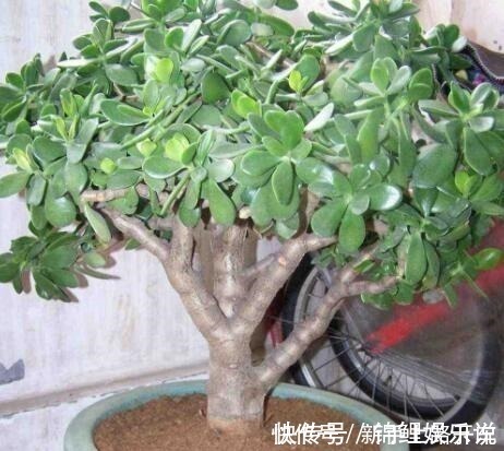 种花|2种花“不值钱”，花匠教3招，几年养成“盆景树”，1盆上千元！