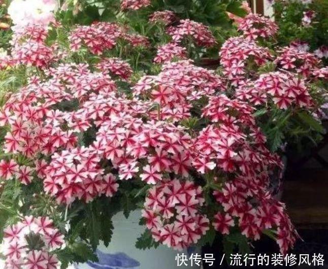 4种花很适合阳台养，花香四溢，花朵烂漫迷人，开花一簇簇4