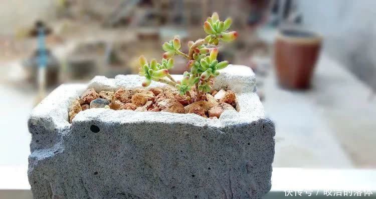 如莲似花,美好心情由你而始!