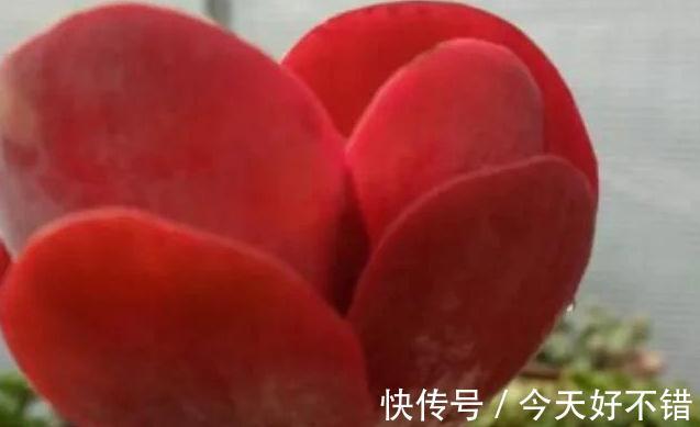 6种多肉养成老桩太漂亮了,养再多都不嫌够,适合新手养殖哦