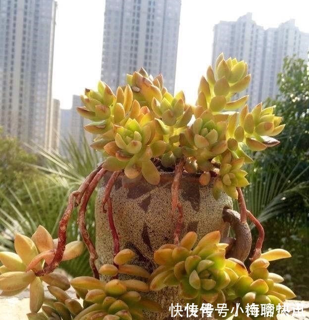 养多肉3年顺风顺水，多亏选了6种大普货，现在全是大老桩