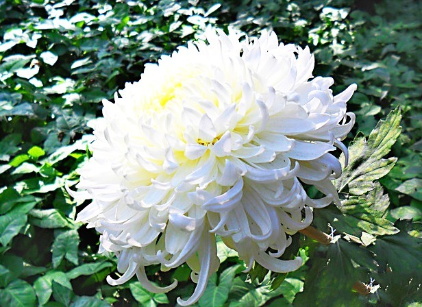 喜欢菊花，就养盆“菊中珍品”玉弥陀，花开似白玉绣球，一尘不染