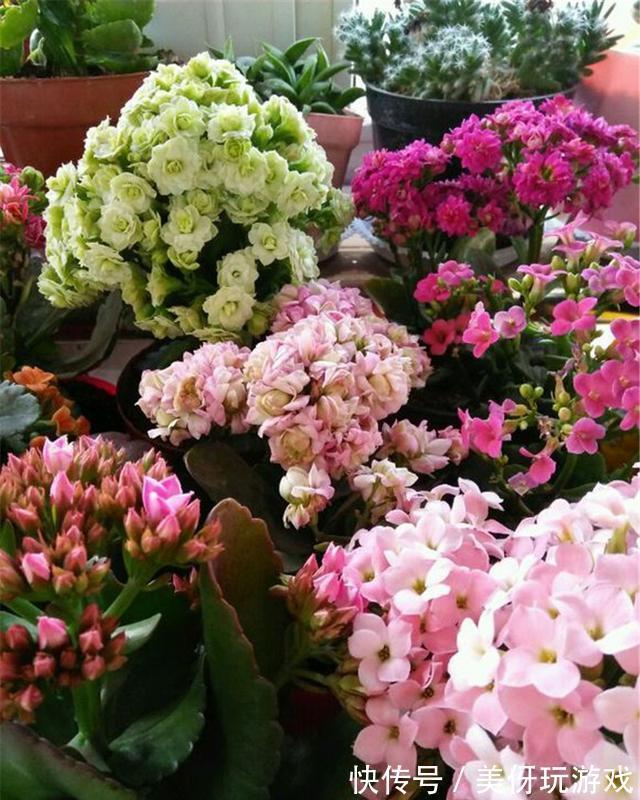 人养花,花亦养人!这八种“能养人”的健康花,建议至少养一种