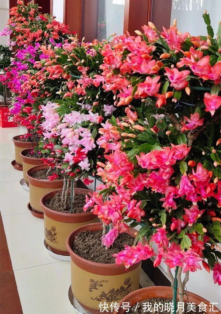 天冷就养“6种花”,越冷越爱开花,吉祥“喜庆”又高档