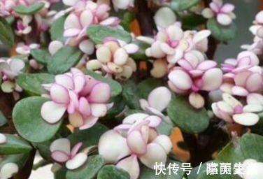 绿色植物|家养金枝玉叶总是长不好?知道几个小妙招,轻松长成老桩