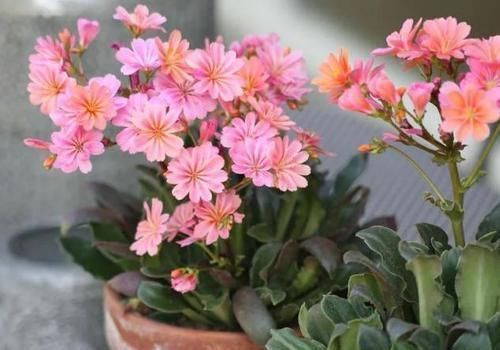 植物|用鸡蛋壳养花,少了这2步就得招虫子,养啥啥不行