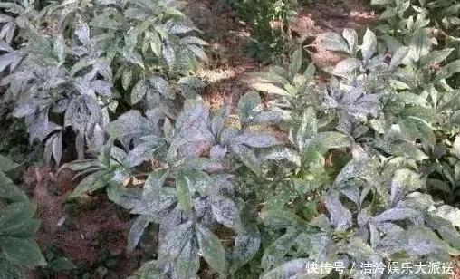 大蒜|大蒜养花好处多,使用正确花草不生病虫害、黄叶情况少得多