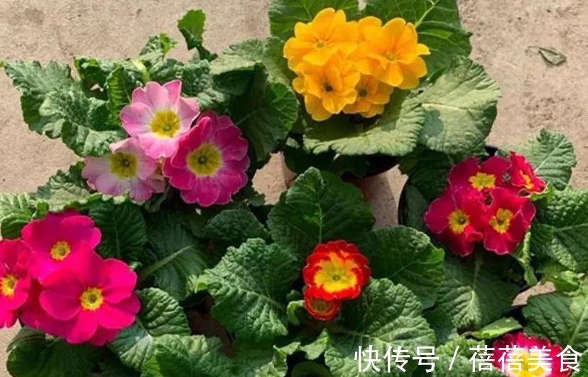 10大漂亮花，值得冬天养一盆，好养易开花，盆盆爆花