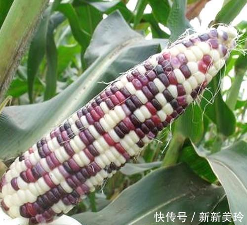 玉米|玉米可以帮助你减肥，但是这3种玉米不能吃，小心会越吃越胖