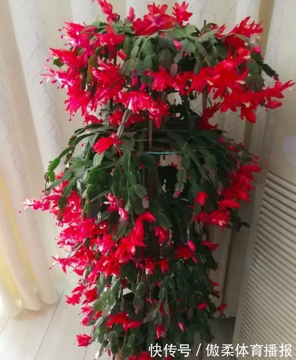 6种花,就得“穷着养”,花盆越小,长势越喜人!