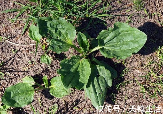 糖尿病人|糖尿病人喝水时,抓点它放进去,效果可能比胰岛素还要好!