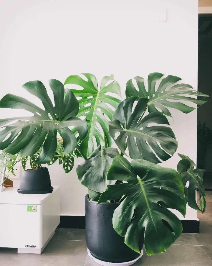 这种花寓意健康长寿,摆在家里四季如春,还是净化空气的小帮手