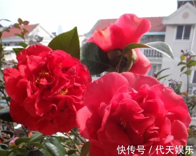 克瑞墨大牡丹|此花漂亮不输牡丹，好养似绿萝，芳香四溢，花大色艳，形神兼备