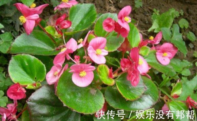 月季|农历8月4日开始，居家养这几款植物，花色纯正耐看，高贵典雅