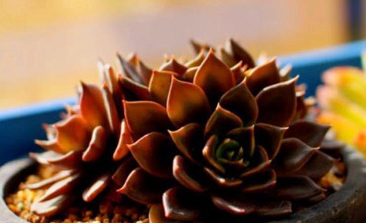 刚开始接触多肉选这“6种”,皮实耐养不易死,养出状态也很美!