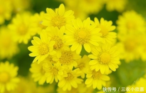 盆栽菊花种植技巧?