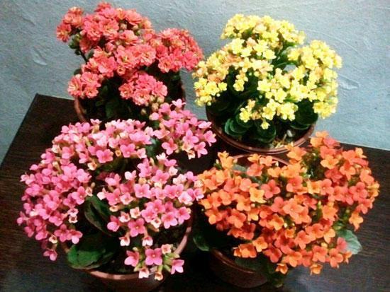 叶片肥嘟嘟,开花大又艳,自己扦插长寿花,一棵开花99朵