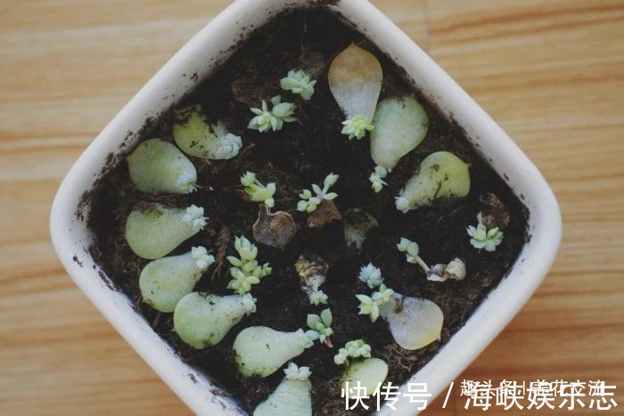 叶片|这三种简单方法可以繁殖多肉植物，叶片、枝条和侧芽都可培育