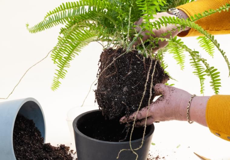 土培转水培，水培转土培，养花期间均不能忽略这2点
