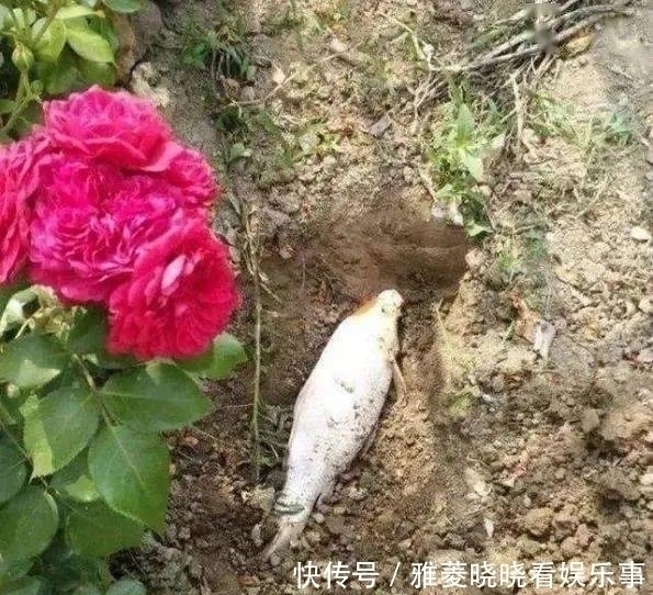 顺口溜|养花浇水的顺口溜,记好了,叶肥根壮花满盆